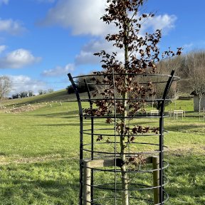 Parkland Tree Guard