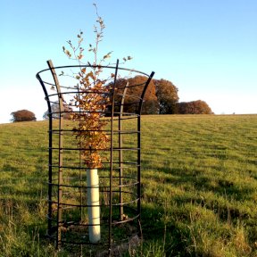 Parkland Tree Guard